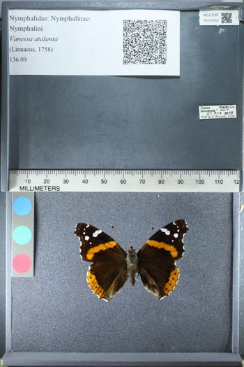 Media type: image;   Entomology 153152